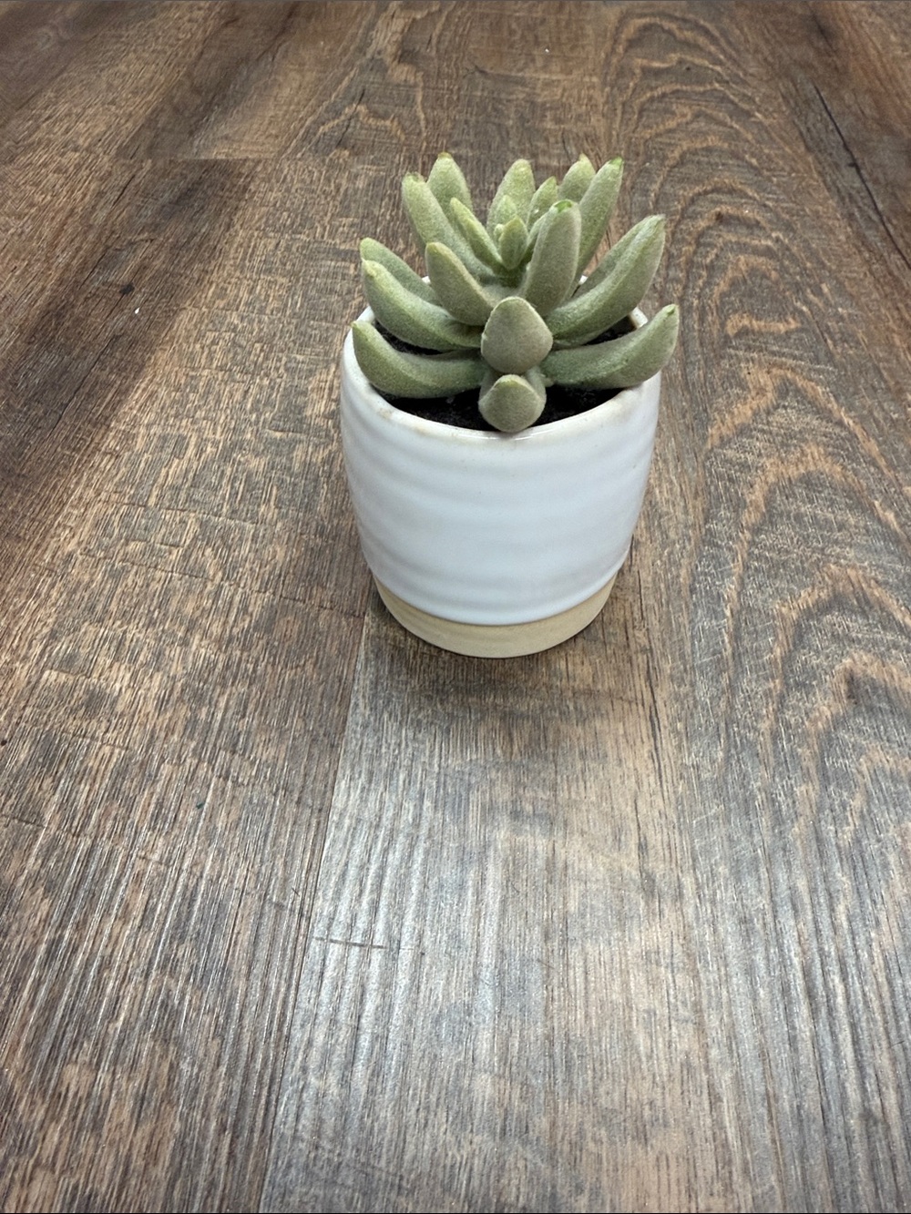Threshold White Ceramic Planter with Green Faux Succulent